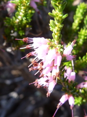 Erica inaequalis