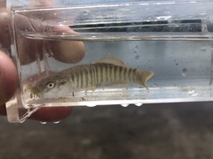 Fundulus kansae
