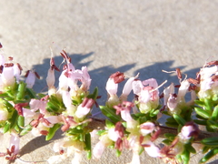 Erica inaequalis