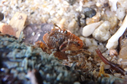 Glebocarcinus amphioetus