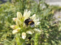 Bombus