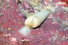 Terebra funiculata
