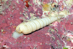 Terebra funiculata