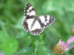 Melanargia epimede