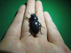 Dorcus rectus