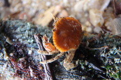 Glebocarcinus amphioetus