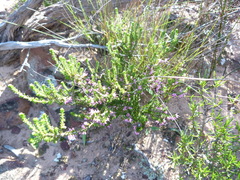 Erica inaequalis