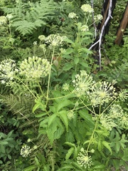 Aralia hispida