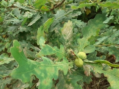 Andricus conglomeratus