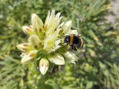 Bombus