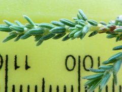 Erica inaequalis