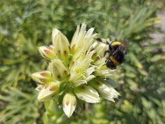 Bombus