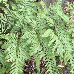 Pteris tremula