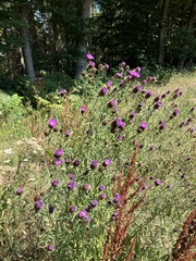 Centaurea nemoralis