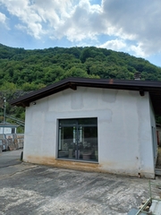 Ptyonoprogne rupestris