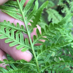 Pteris tremula