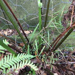 Pteris tremula