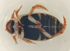 Rhantus binotatus