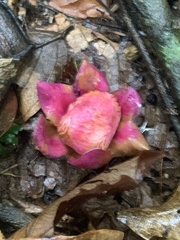 Couroupita guianensis