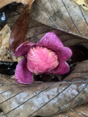 Couroupita guianensis