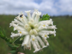 Lasiosiphon calocephalus