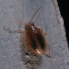 Prionocyphon limbatus