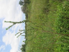 Lasiosiphon calocephalus