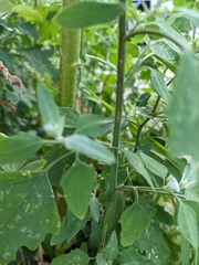 Chenopodium album