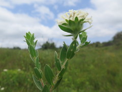 Lasiosiphon calocephalus