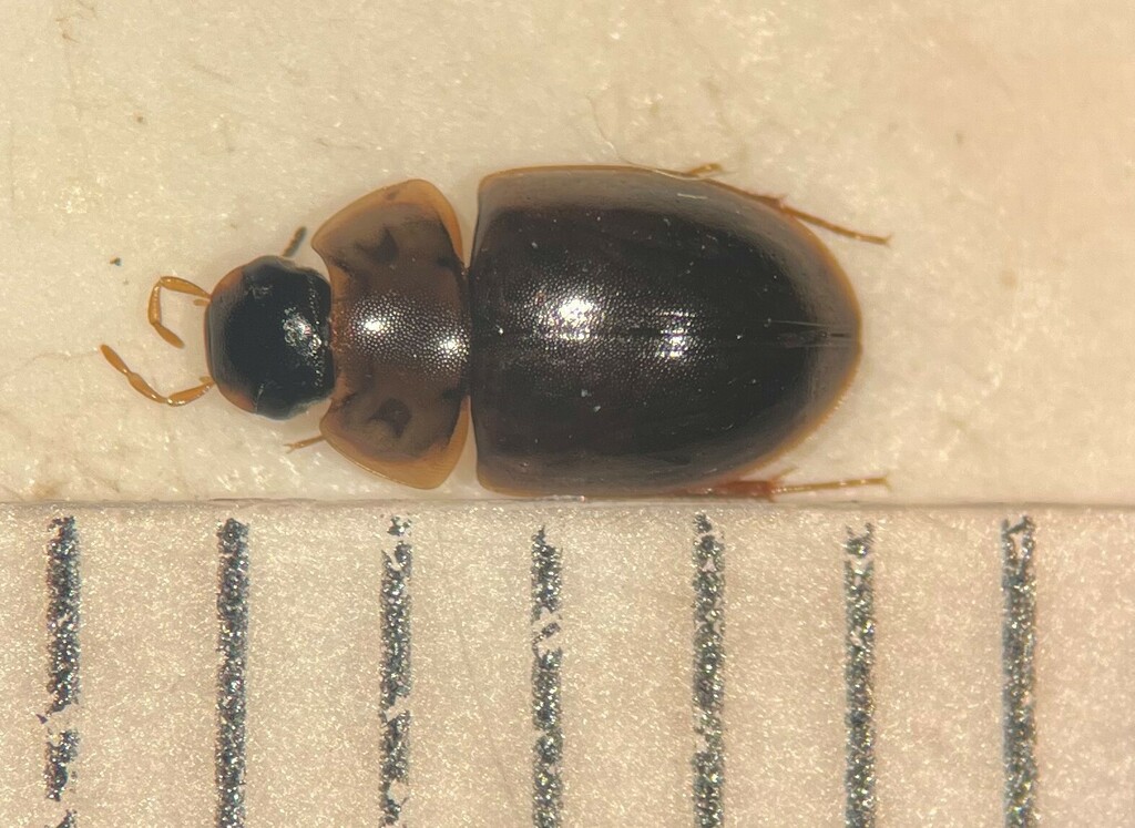 Cymbiodyta blanchardi
