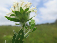 Lasiosiphon calocephalus