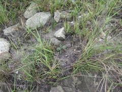 Brachystelma modestum