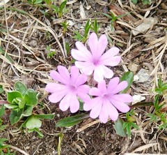 Primula integrifolia