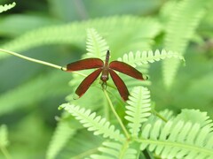 Neurothemis manadensis
