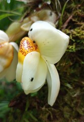Stanhopea ecornuta