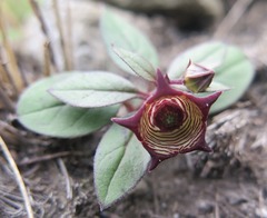 Brachystelma modestum