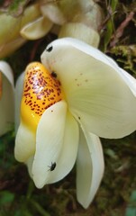 Stanhopea ecornuta