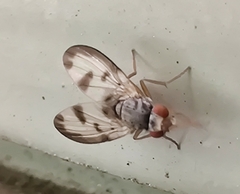 Palloptera umbellatarum