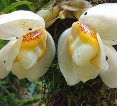 Stanhopea ecornuta
