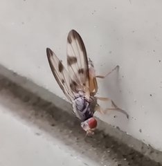 Palloptera umbellatarum