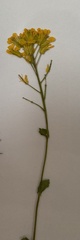 Brassiceae