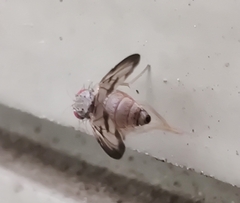 Palloptera umbellatarum