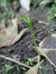 Botrychium tenebrosum