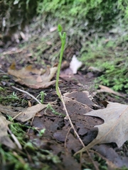 Botrychium tenebrosum