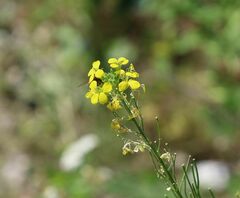 Erysimum virgatum