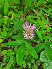 Trifolium medium