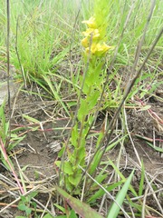 Alectra sessiliflora