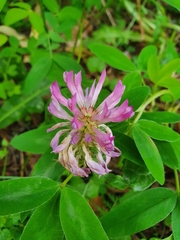 Trifolium medium