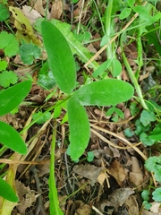 Trifolium medium