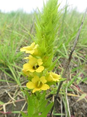 Alectra sessiliflora